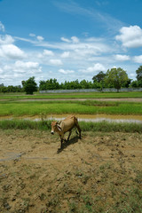 Reisfelder und Landwirtschaft in Südostasien