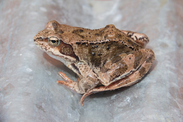 marsh frog sitting. side view on a light background. frog with patterns ipyatnykami on the back and legs