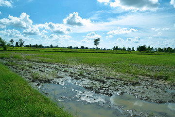 Fototapeta na wymiar Reisfelder und Landwirtschaft in Südostasien