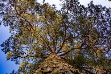 Pine tree from bottom up in Latvia, Riga