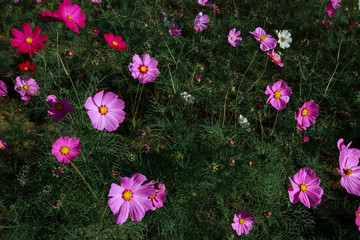 Cosmos flowers in Kokuei Hitachi Seaside Park - Hitachinaka, Ibaraki, Japan