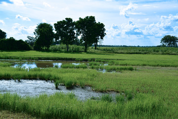 Fototapeta premium Reisfelder und Landwirtschaft in Südostasien