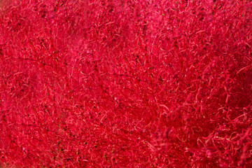 Kochia in Kokuei Hitachi Seaside Park - Hitachinaka, Ibaraki, Japan