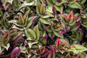 Fondo de plantas con hojas bicolores verde y violeta llamada Cohitre Morado