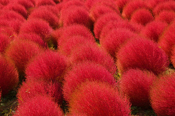 Kochia in Kokuei Hitachi Seaside Park - Hitachinaka, Ibaraki, Japan