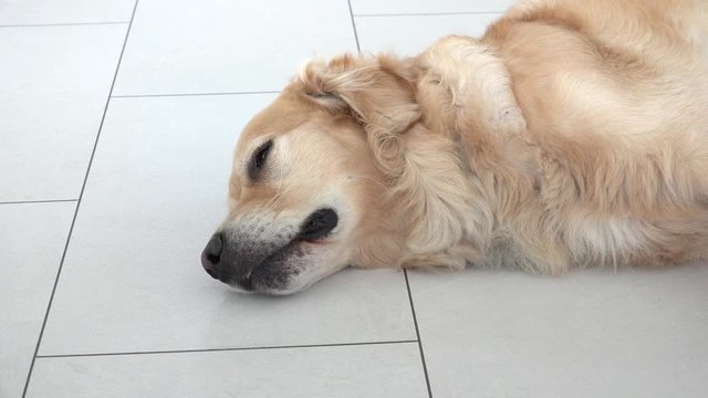 golden retriever lying and heckling