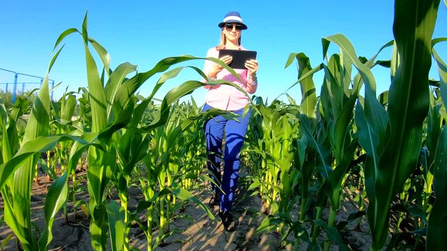 Agronomist farmer woman using tablet computer in corn field. Female farm worker in maize plantation with modern technology controlling and analyzing crop in agricultural field