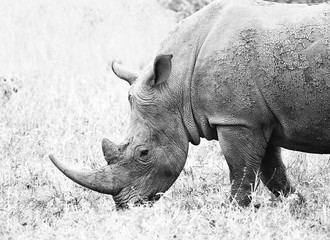 wild rhino in Kruger national park, South Africa. © RPL-Studio
