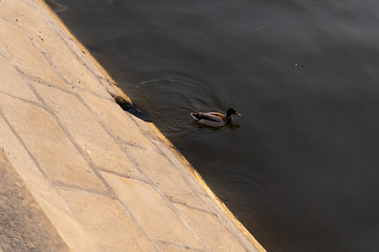 duck swims in the river