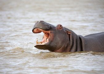 Fototapeta premium wild hippo near St.Lucia, South Africa. one of the biggest hippo colonies in the world.