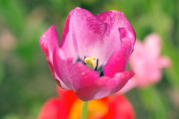 ilac purple spring tulips, macro photography, general plan photophone