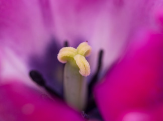 ilac purple spring tulips, macro photography, general plan photophone