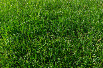 green grass in the Park