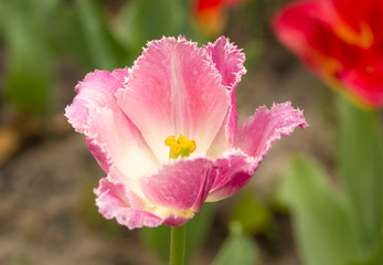 pink spring tulips, macro shot