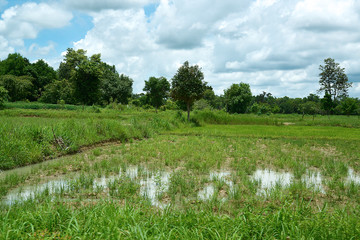 Reisfelder und Landwirtschaft in Südostasien