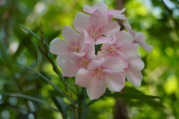 Flower in the garden