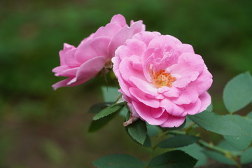 pink rose in the garden