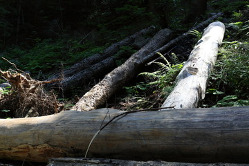 Trees fallen during a natural disaster in Trentino Alto Adige