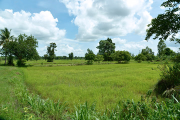 Reisfelder und Landwirtschaft in Südostasien