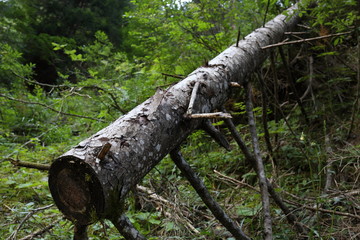 Trees fallen during a natural disaster in Trentino Alto Adige