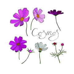 Cosmos flowers set. Hand drawn black lettering. Botanical vector illustration. Twigs, leaves, buds, flowers. Colored decorative elements isolated on white background. Design for print, for web, poster