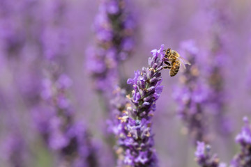Close up of a Honey Bee, apis mellifera, on lavender flowers