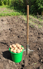 Bucket of potatoes and spade