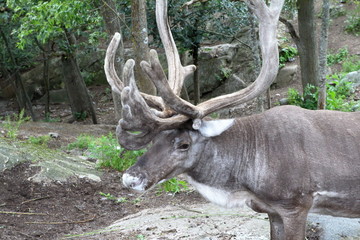 Skansen: the first of Sweden's open-air museums and zoos