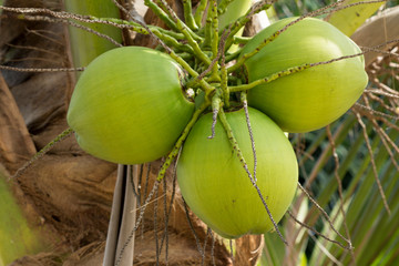 Close Up of green Coconut Fruits and Green Leaves on the natural tree.