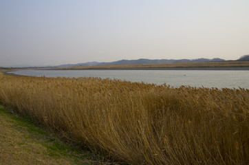reeds of riverside