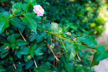Unripe mulberry fruits on bush