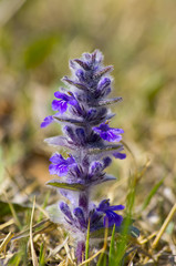 closeup of violet flower Ajuga multiflora
