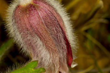 blossom of purple flower, korean pasqure flower