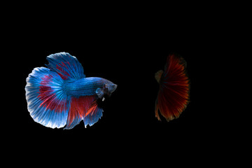 Siamese fighting fish  (Betta)  isolated on black background
