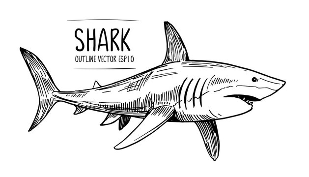 How To Draw White Shark Step by Step - YouTube