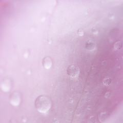 Beautiful background with a tender pink rose petal with rain drops macro