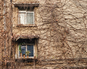 Vines surrounding windows
