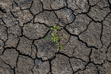 Lonely green sprout on lifeless soil cracked by drought.