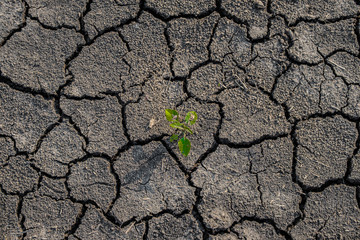 Lonely green sprout on lifeless soil cracked by drought.