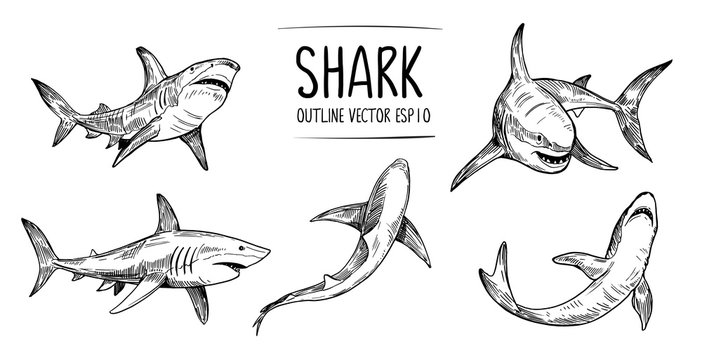 Set of  shark sketches. Hand drawn illustration converted to vector. Outline with transparent background