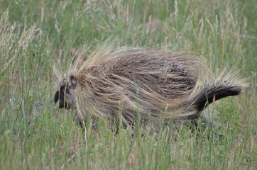 Wild porcupine walking across farm field