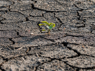 Lonely green sprout on lifeless soil cracked by drought.