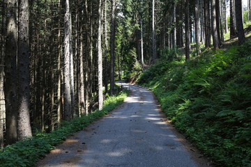 Obraz premium Forests in the Alps in Trentino Alto Adige