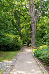 Fototapeta premium nice path in outdoor park