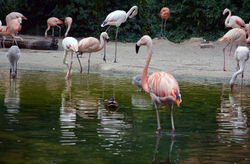 Flamingos