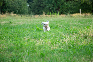 Young Cute Playful Shi tzu Dog Running Funny on the Field 