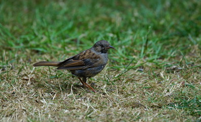 Heckenbraunelle,Dunnock,Vogel,Bird,Gardenbird,Gartenvogel