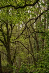 Oak and Birch trees growing in an English countryside woodland