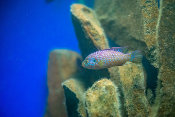 Small fish swim in aqurium