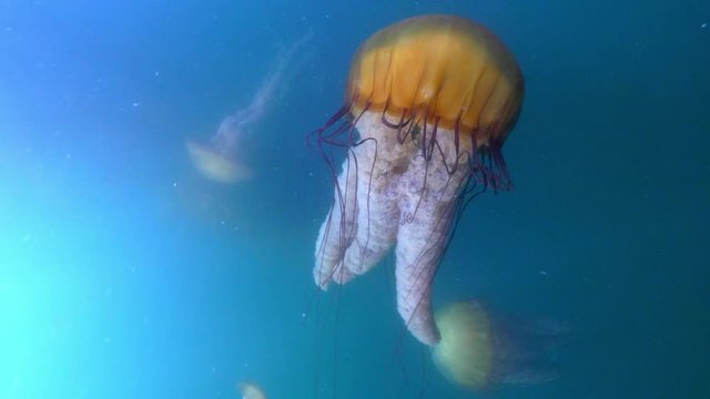 Close-Up: The Body of a Jellyfish Moves as it Swims in the Ocean - Monterey, CA